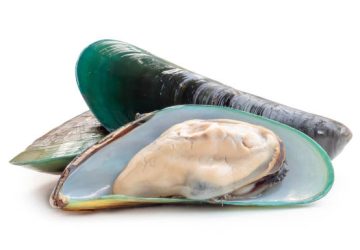 Kandungan Gizi Kerang Hijau dan Manfaatnya untuk Tubuh