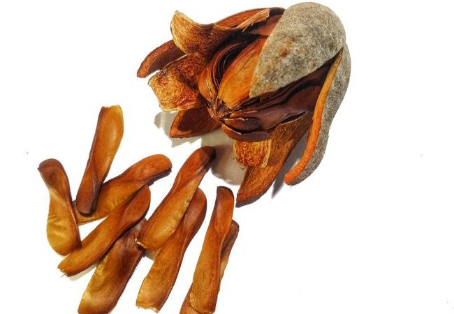 Buah Mahoni dan Potensinya bagi Kesehatan Vitalitas Pria