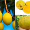 Rahasia Buah Limus: Rasa Segar dan Khasiat Kesehatan