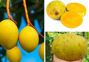Rahasia Buah Limus: Rasa Segar dan Khasiat Kesehatan