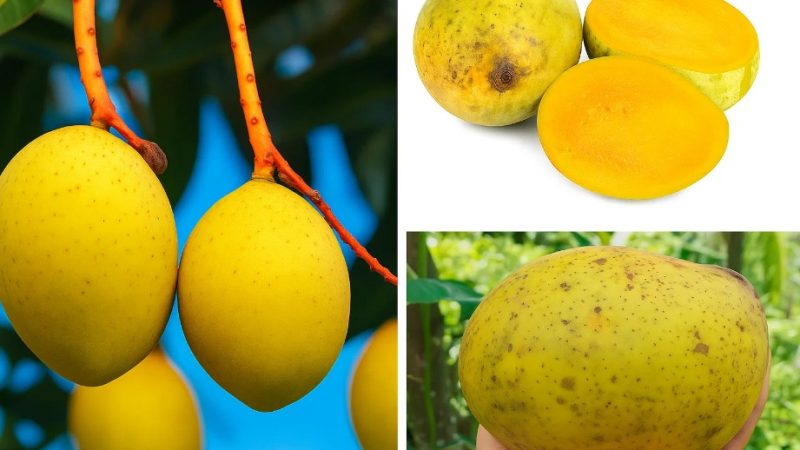 Rahasia Buah Limus: Rasa Segar dan Khasiat Kesehatan