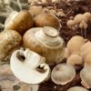 Jamur Merang: Nutrisi, Manfaat, dan Rahasia Kesehatannya