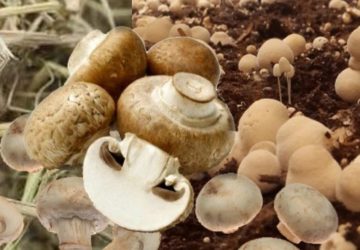 Jamur Merang: Nutrisi, Manfaat, dan Rahasia Kesehatannya
