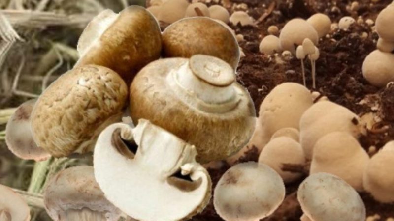 Jamur Merang: Nutrisi, Manfaat, dan Rahasia Kesehatannya