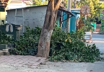Ranting Mangga yang Menguji Kepedulian Lingkungan di Mimbaan Situbondo: Antara Aturan DLH, Pesantren, dan Kearifan Warga